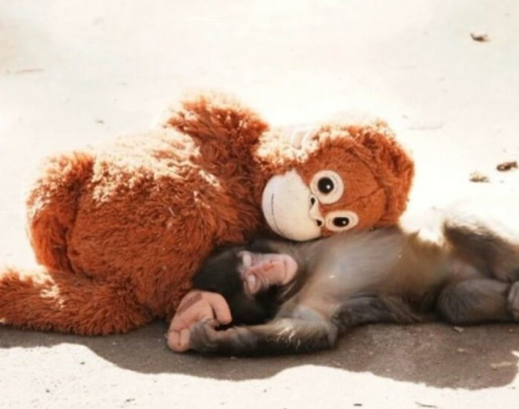 Konačno je dobio svoj prvi zagrljaj - majmunče Punč