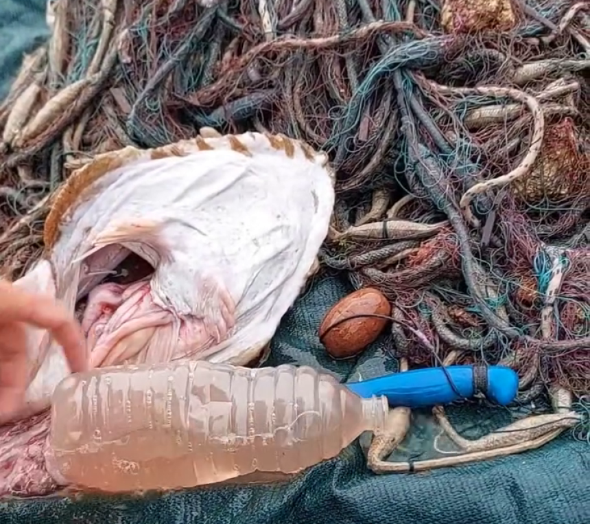 Pogledajte šta je ribar izvukao iz utrobe ribe (VIDEO)