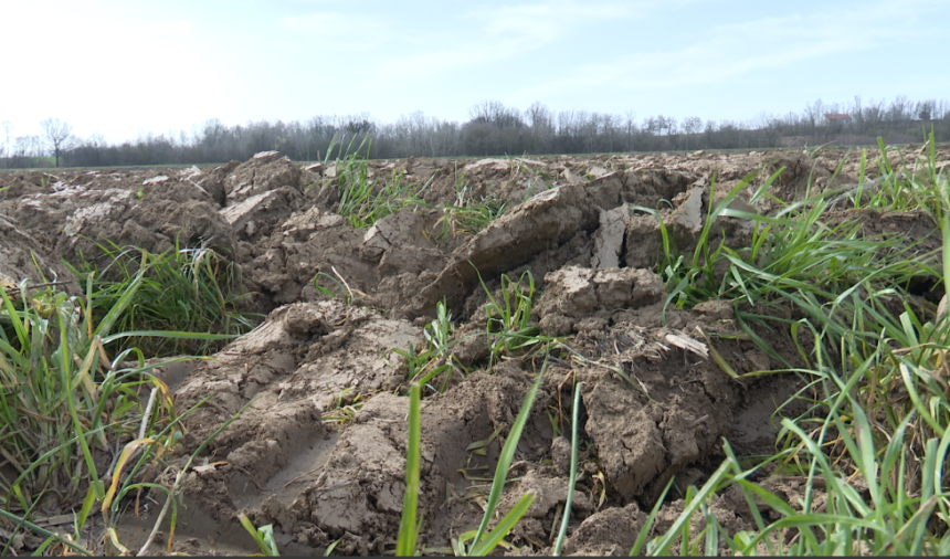 Poljoprivrednici Semberije ogorčeni: Gdje su zalihe?