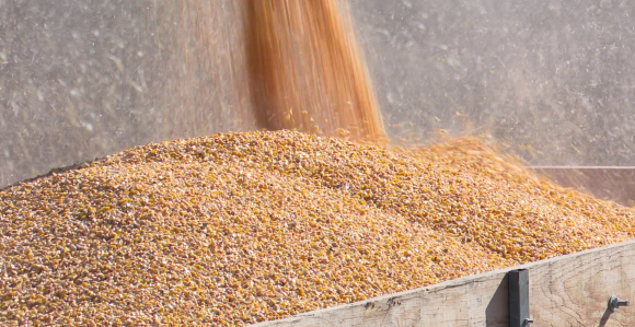 Poljoprivrednici u problemu, sjetva skuplja i do 50%