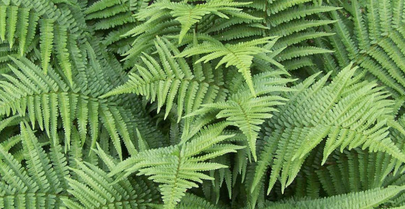 Pet sobnih biljaka koje ljeti hlade kao klima uređaj