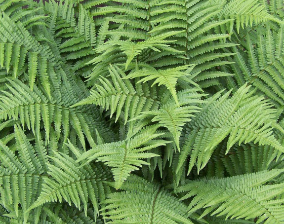 Pet sobnih biljaka koje ljeti hlade kao klima uređaj