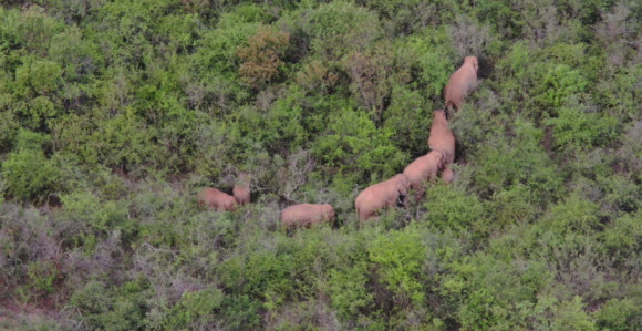 Američkog milionera pregazilo krdo slonova u Gabonu