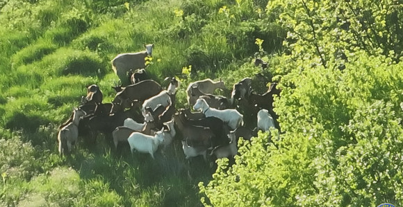 Izgubio stado koza pa zvao GSS, pronađeno je dronom