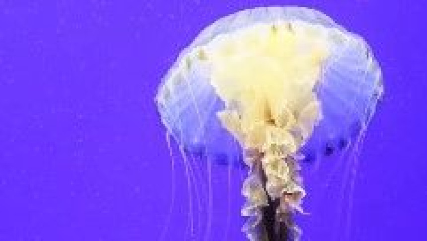 Upozorenje za kupače: More puno opasnih meduza