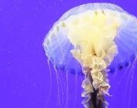 Упозорење за купаче: Море пуно опасних медуза