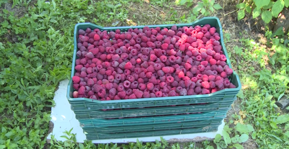 Malina dobro rodila, ali je cijena otkupa neizvjesna