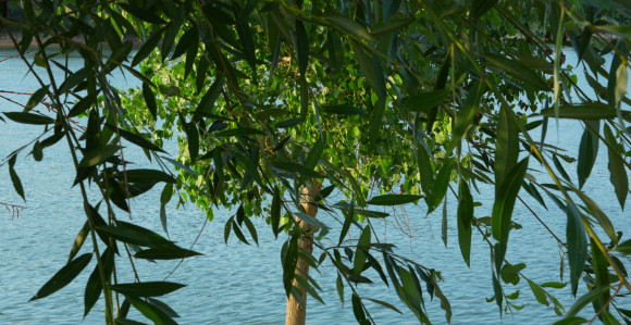 Sunce će da prži: Temperatura danas do 38 stepeni