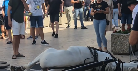 Sinj: Konji se srušili na klizavom pločniku (video)