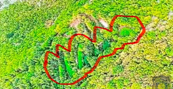 Otkrivene velike plantaže kanabisa u Hercegovini (FOTO)