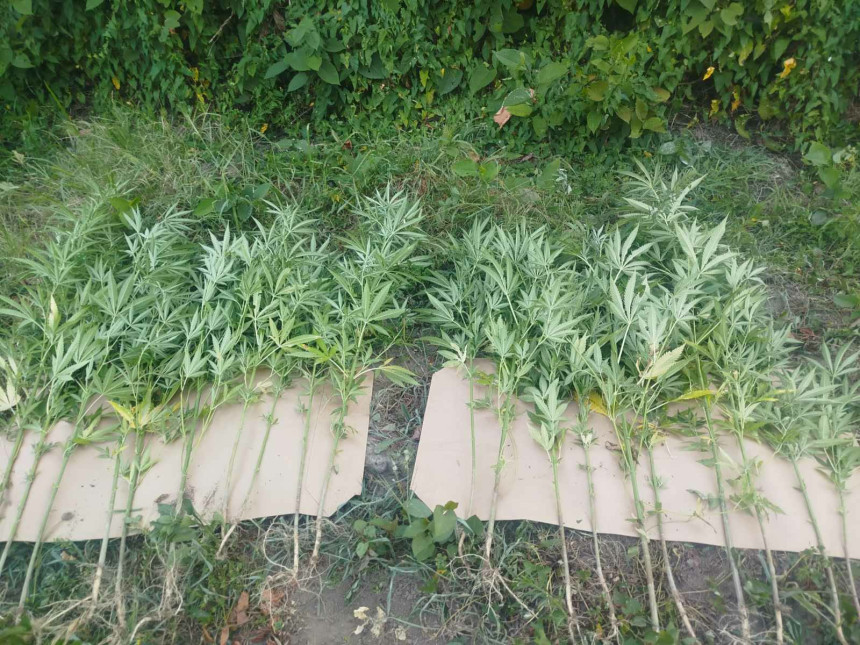 Doboj: Policija našla plantažu kanabisa, dvije osobe uhapšene