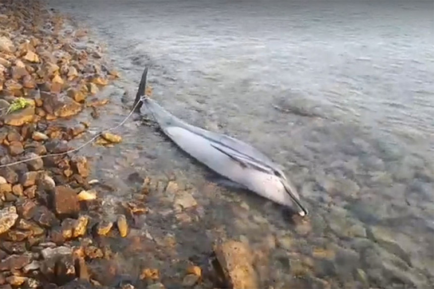 Море избацило мртвог делфина