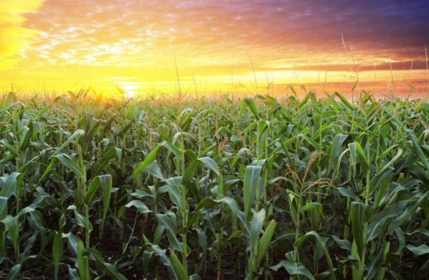 Srpska: 142.000 hektara kukuruza 