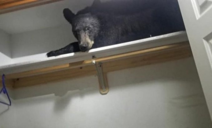 Монтана: Медвјед заспао у орману