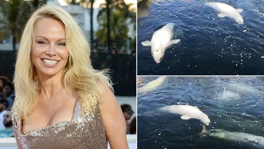 Pamela Anderson moli Putina da zaštiti kitove