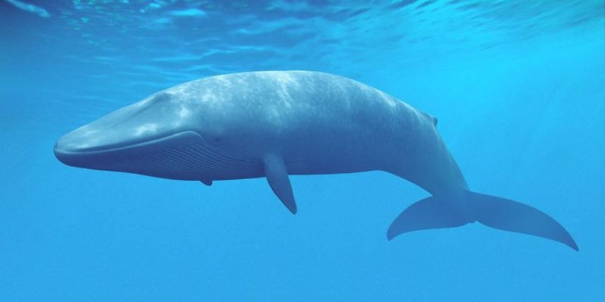Јапанци убили 333 кита "у научне сврхе"