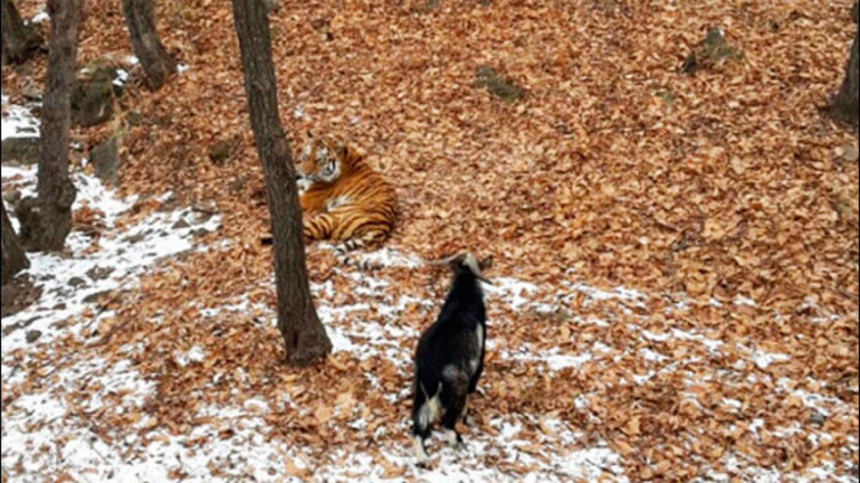 Тигар и јарац пријатељи