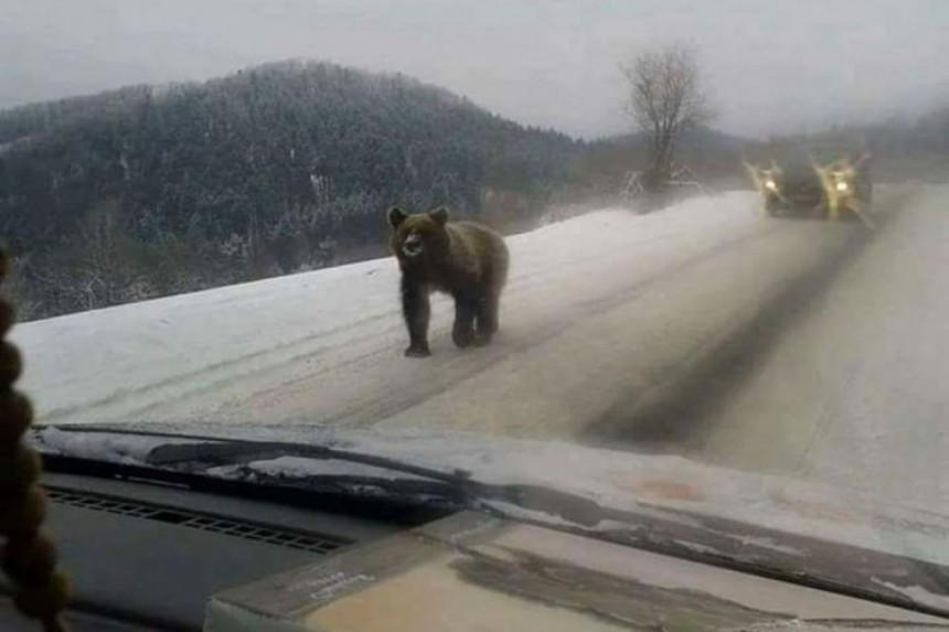 Medvjed šetao putem po Grmeču