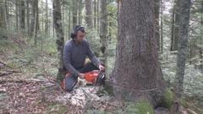 Шумарски инжењер ради посао сјекача у Рибнику  