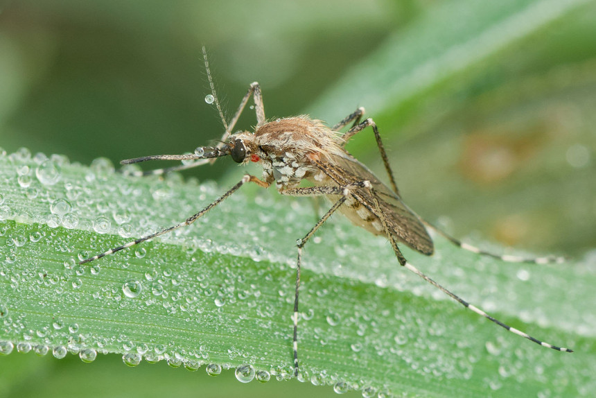 Kako na prirodne načine da se zaštitite od komaraca