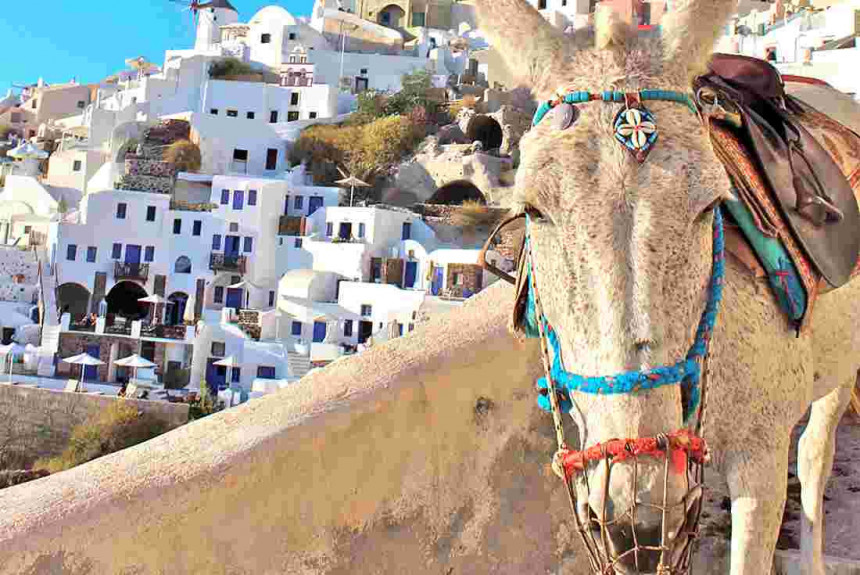 Bolji uslovi za magarce i mazge na Santoriniju