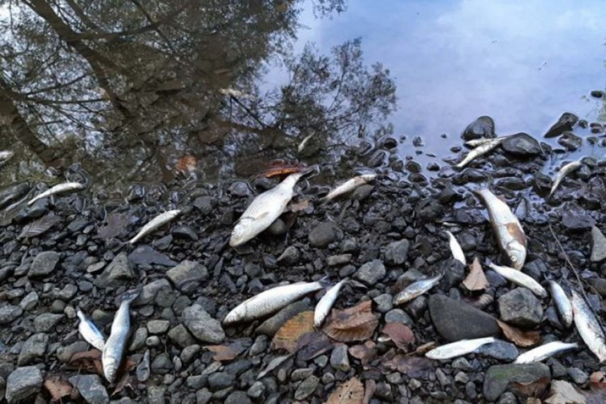 Опет помор рибе у ријеци Спречи у близини Дубрава