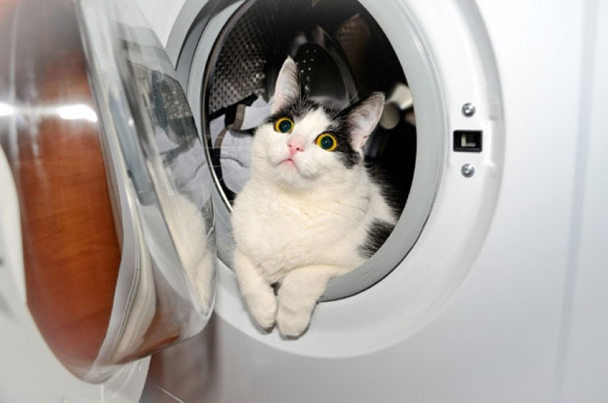 Mačak preživio pranje u veš mašini!