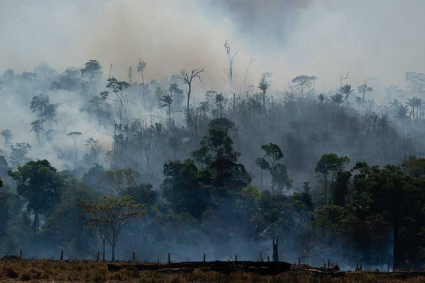Научници тврде: "Плућа планете" нису у Амазонији