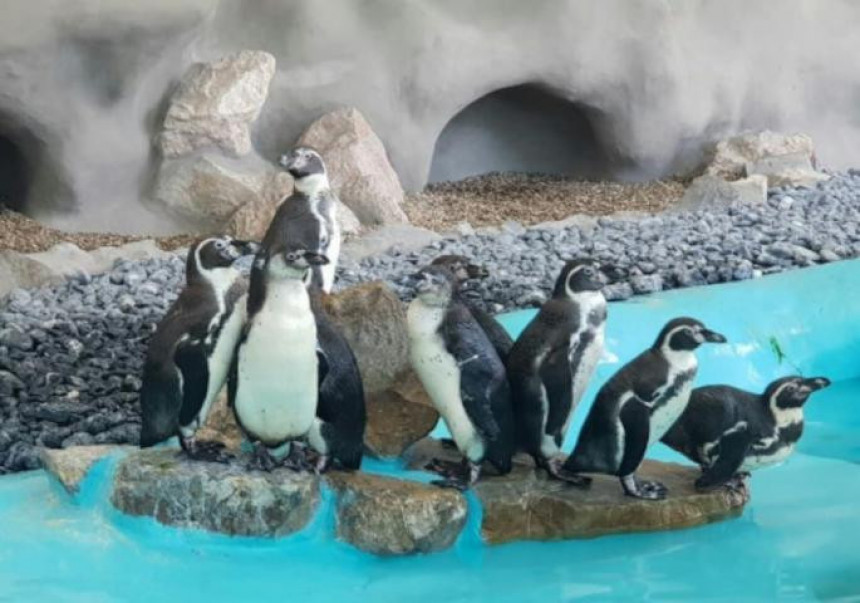 Stigli pingvini u Beo zoo-vrt